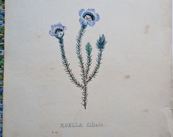 Vintage botanical print, "Roella Ciliata" (African harebell)