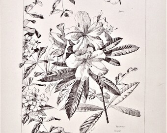 J. O'Kane, Pub., 19th-c. sepia botanical print "Flowers & Plants" Plate 55