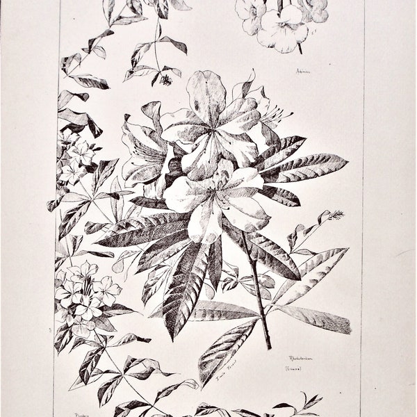 J. O'Kane, Pub., 19th-c. sepia botanical print "Flowers & Plants" Plate 55