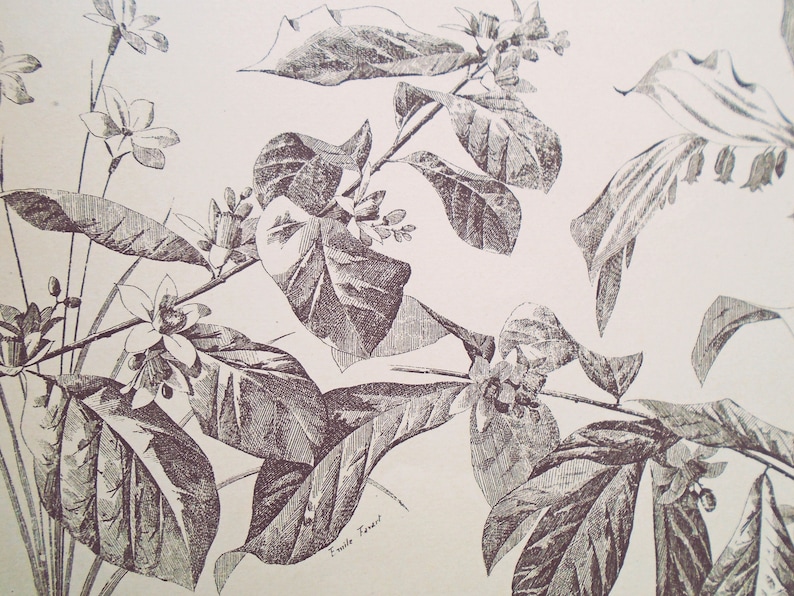 19th-c Pub. J sepia botanical print Flowers /& Plants Plate 57 O/'Kane