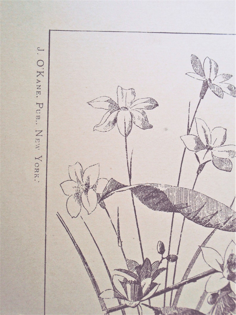 19th-c Pub. J sepia botanical print Flowers /& Plants Plate 57 O/'Kane