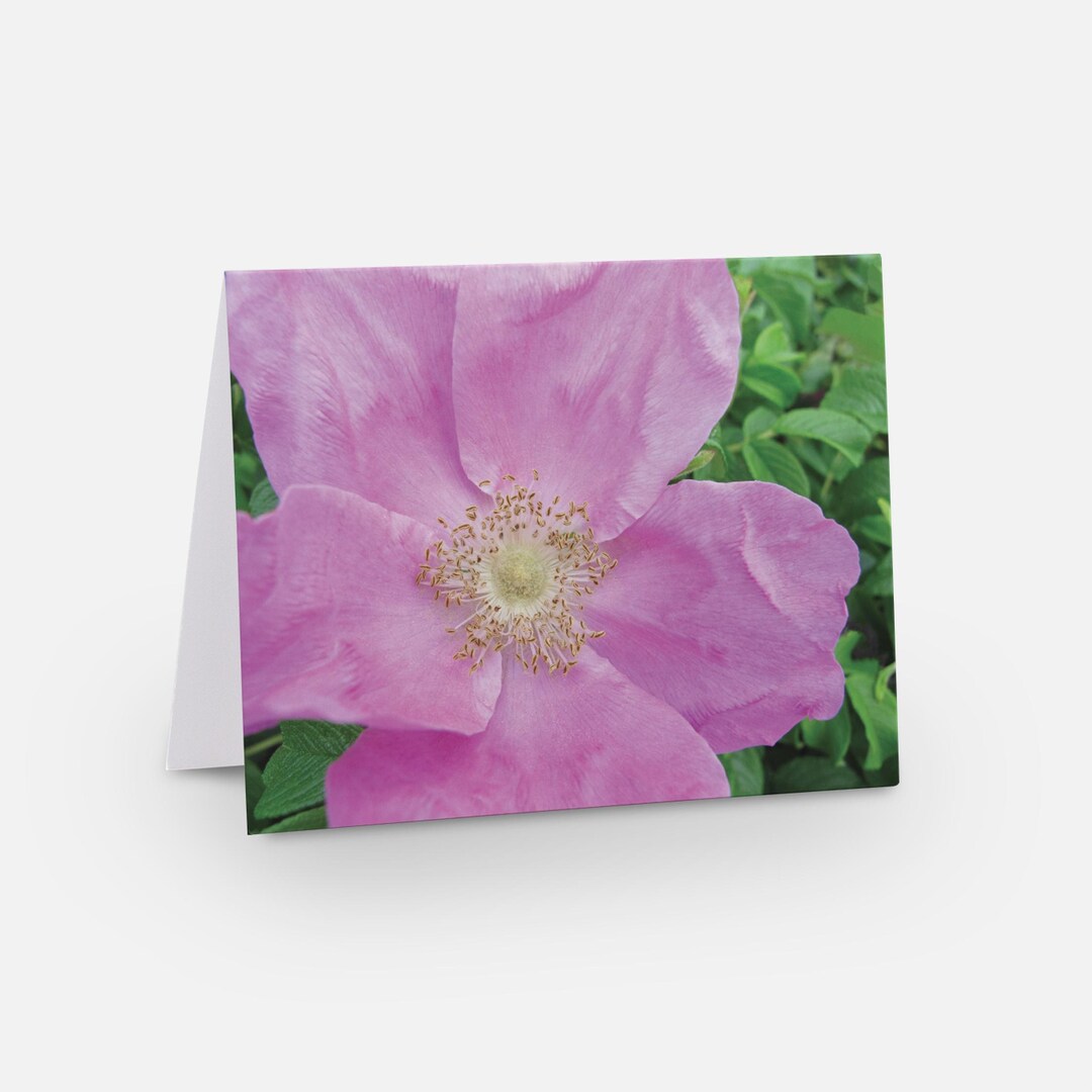 Set of 10 Pink Rugosa Rose Blank Notecards With Envelopes - Etsy