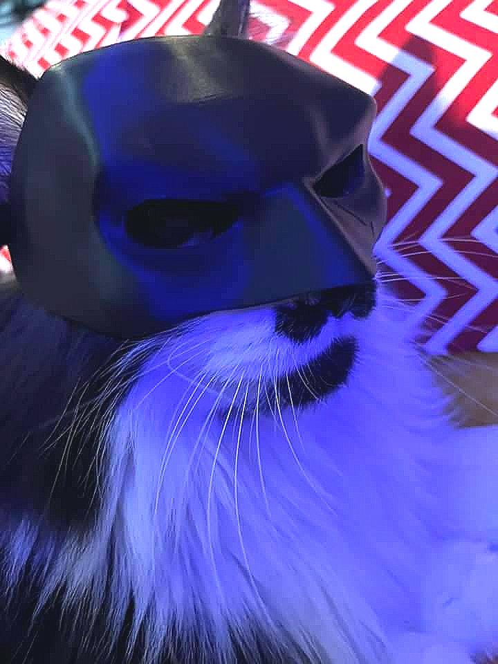 Bat Cat! Cat mask (1 size fits most)