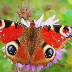 May include: A close-up of a peacock butterfly with vibrant red, black, and blue markings on its wings. The butterfly is perched on a purple flower, with a blurred green background.