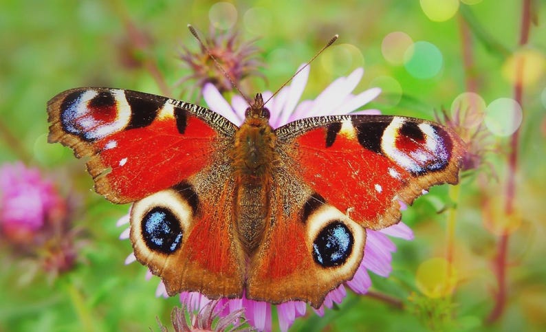 May include: A close-up of a peacock butterfly with vibrant red, black, and blue markings on its wings. The butterfly is perched on a purple flower, with a blurred green background.