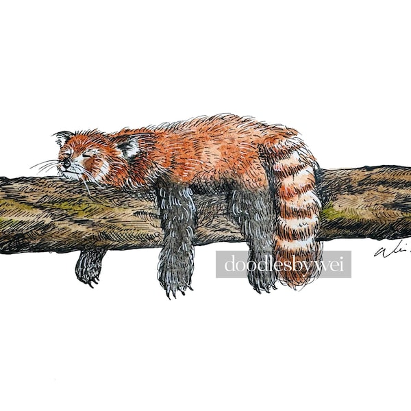 Dozing Red Panda / print of original watercolor and ink illustration
