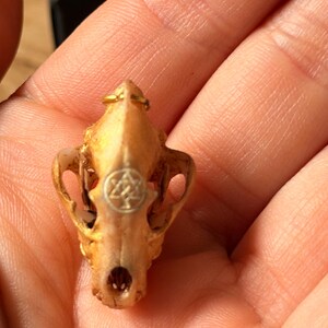 Op de afbeelding: Een kleine, bruine dierenschedel met een goudkleurige ring bovenop en een zilveren embleem op het voorhoofd. De schedel wordt in een hand gehouden en toont zijn ingewikkelde details en unieke ontwerp. Het is een decoratief item.
