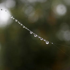 May include: A close-up of a spider's web with water droplets hanging from the strands. The web is against a blurred background of green foliage.