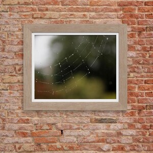 May include: A framed photograph of a spider's web with dewdrops hanging from the strands. The web is in focus, while the background is blurred and out of focus.