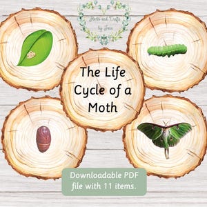 Puede incluir: El ciclo de vida de una polilla ilustrado en cuatro rodajas de madera. Las etapas incluyen un huevo, una oruga, una crisálida y una polilla adulta.