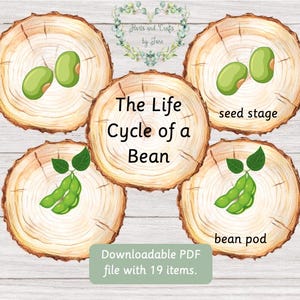 Puede incluir: Gráfico educativo que muestra el ciclo de vida de un frijol, con ilustraciones en rodajas de madera. Las etapas incluyen semilla, vaina de frijol y el texto "The Life Cycle of a Bean". Incluye el texto "Downloadable PDF file with 19 items."