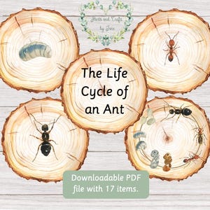 May include: A set of five wooden circles with illustrations of the life cycle of an ant. The circles are arranged in a circle with the text "The Life Cycle of an Ant" in the center. The text "Downloadable PDF file with 17 items." is at the bottom of the image.