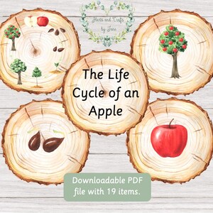 Cycle de vie de la pomme Cycle de vie de l'arbre Cartes flash nature Cartes flash fruits Cartes flash printemps