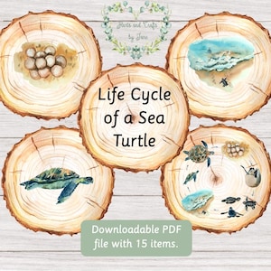 Sea Turtle Life Cycle Sea Turtle Unit Study
