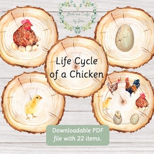 May include: Watercolor illustration of the life cycle of a chicken, displayed on wooden slices. The image includes a hen on eggs, a chick, an egg, and various stages of chicken development. Text reads "Life Cycle of a Chicken".