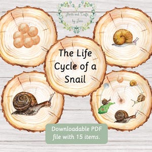 Flashkaarten levenscyclus slak Levenscyclus slak Eenheidsstudie Natuurflitskaarten Levenscycli Montessori-flitskaarten natuurtuin