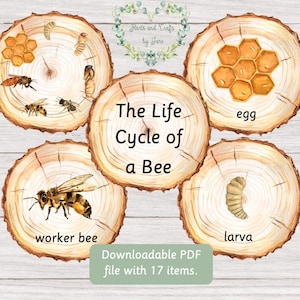 Cycle de vie d'une abeille Abeilles Abeilles Éducation des abeilles Tranches de bûche de bois Boîte occupée en nid d'abeille Téléchargements numériques Cartes de printemps Montessori
