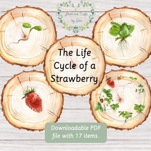 May include: A printable PDF resource for teaching about the life cycle of a strawberry. The resource includes 17 images on wooden slices, showing the stages of growth from seed to fruit. The title "The Life Cycle of a Strawberry" is written in black text on a wooden slice.