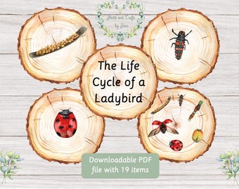 Ladybird/Ladybug Life Cycle Printable: Montessori Learning Resource (PDF)