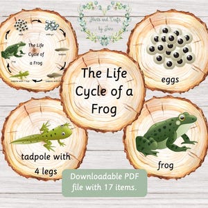 Der Lebenszyklus eines Frosches Karteikarten Der Lebenszyklus eines Frosches Montessori Natur Frühling Karteikarten Kaulquappen Froschlaich Frosch Einheit Studie