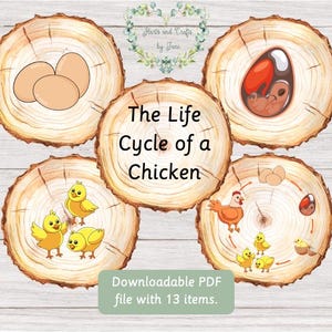 Cartes flash sur le cycle de vie du poulet Cartes flash sur les cycles de vie des animaux Montessori Cartes flash sur la nature Étude d'unités de poulet