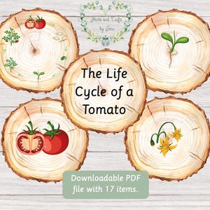 Ciclo de vida del tomate Ciclo de vida de la planta Estudio de la unidad del tomate Estudio de la unidad de la planta