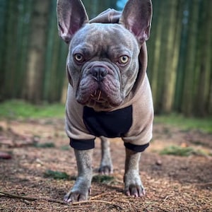 Individual Dog Hoodies Handmade Personalizable / many fabrics to choose from / cuddly / Dog / Sweater