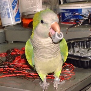 May include: A green and gray parrot with a black beak is holding a small gray cylinder in its beak. The parrot is sitting on a table with red and black wires.