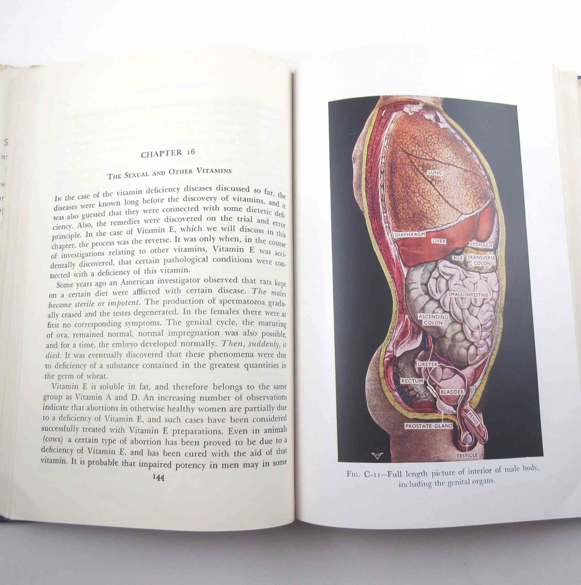 The Illustrated Encyclopedia Of Sex Vintage 1950s Book Or Etsy 