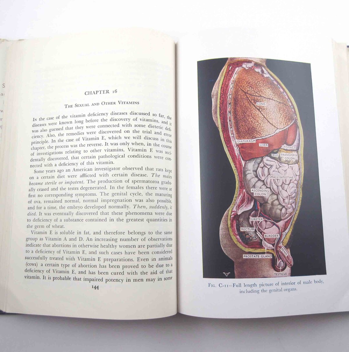 The Illustrated Encyclopedia Of Sex Vintage 1950s Book Or Etsy 