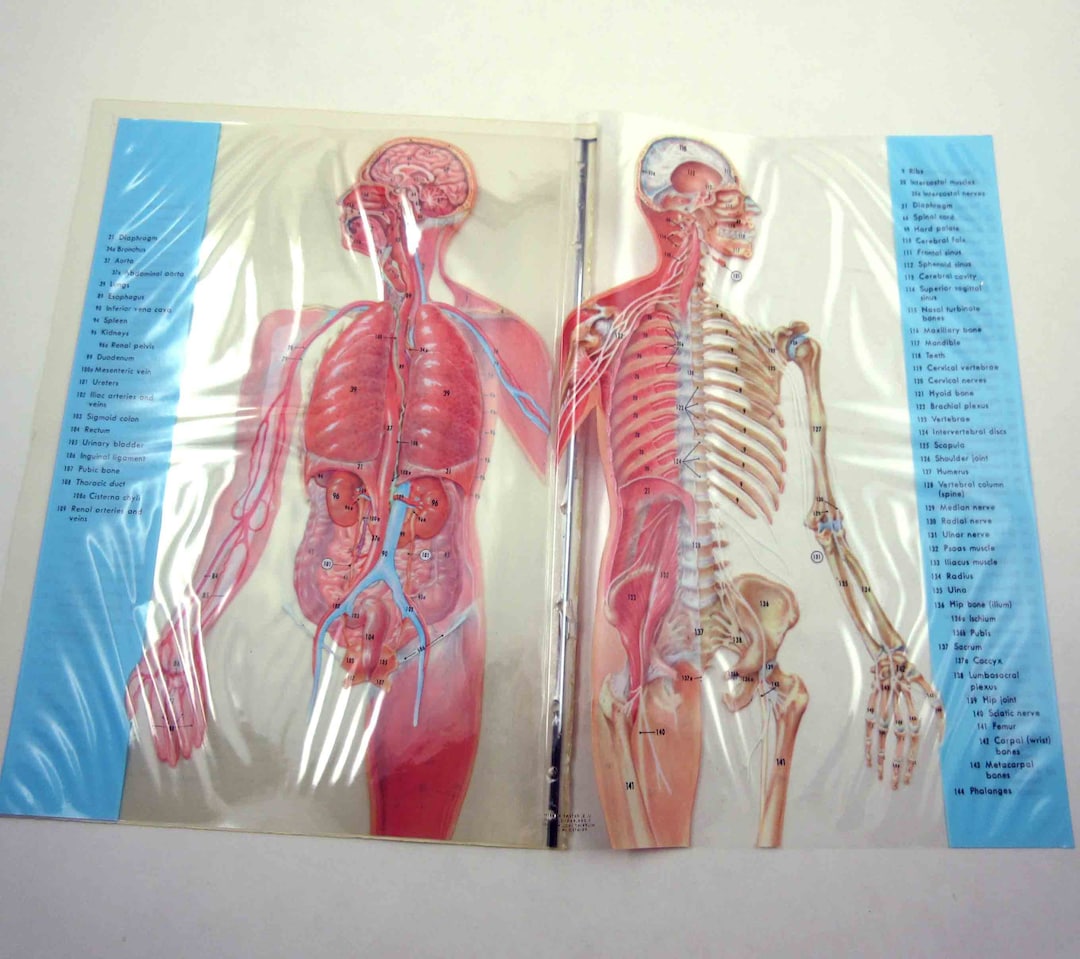 Vintage Illustrated Transparency Book Pages of Anatomy or Human Body - Etsy