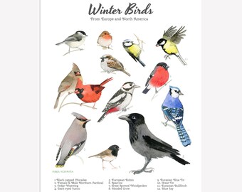 Birds Downloadable Prints Watercolor Bird Art Montessori Educational Poster Kids Boys Girls Children Rooms Learning Painting Illustration