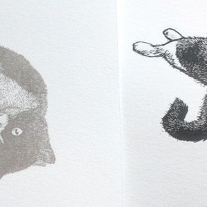 May include: A black and white cat is lying on its back with its paws in the air. The cat has a white patch on its chest and a white stripe on its face.