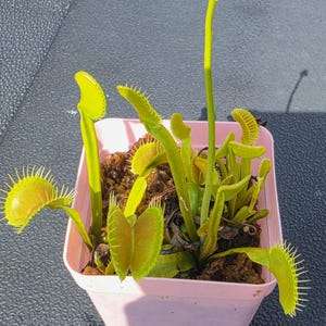 以下が含まれることがあります： 緑色と赤みがかった色合いの棘のある縁を持つ複数の開閉式トラップを備えたハエトリグソウで、暗い土と苔が入った正方形の薄いピンク色のプラスチック製ポットに植えられており、上に向かって伸びる一本の長い緑色の花茎があります。