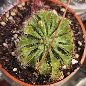 Spatule de drosera