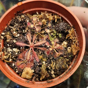 Various drosera plants
