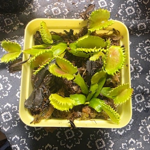 May include: A square yellow plastic container holding several Venus flytrap plants with bright green, hinged, spiky-edged leaves and some reddish interior coloration, growing in a dark, moist soil medium with visible brown organic matter.
