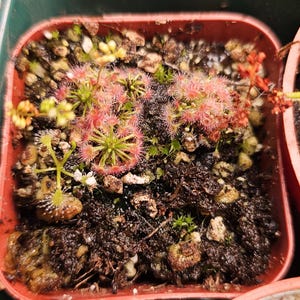 Pygmy Sundew
