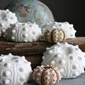 Pode incluir: Uma coleção de conchas de ouriço-do-mar brancas e bege com superfícies texturizadas. As conchas estão dispostas sobre uma superfície de madeira envelhecida, com um globo azul desbotado ao fundo. As conchas variam em tamanho e forma.