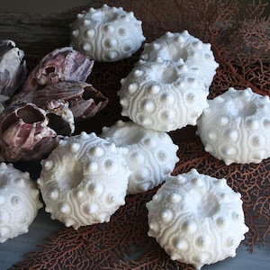 Pode incluir: Uma coleção de conchas de ouriço-do-mar brancas com superfícies texturizadas e um buraco central, juntamente com cracas e corais. As conchas são dispostas sobre uma superfície escura com galhos de coral secos, criando um tema costeiro natural.