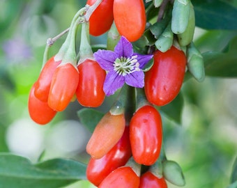 Goji Berry Seeds - 20 Organically Grown Himalayan Goji Seeds (Not In Pods)