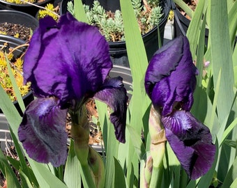 3 Heirloom Purple Iris Plants  (Organically Grown)