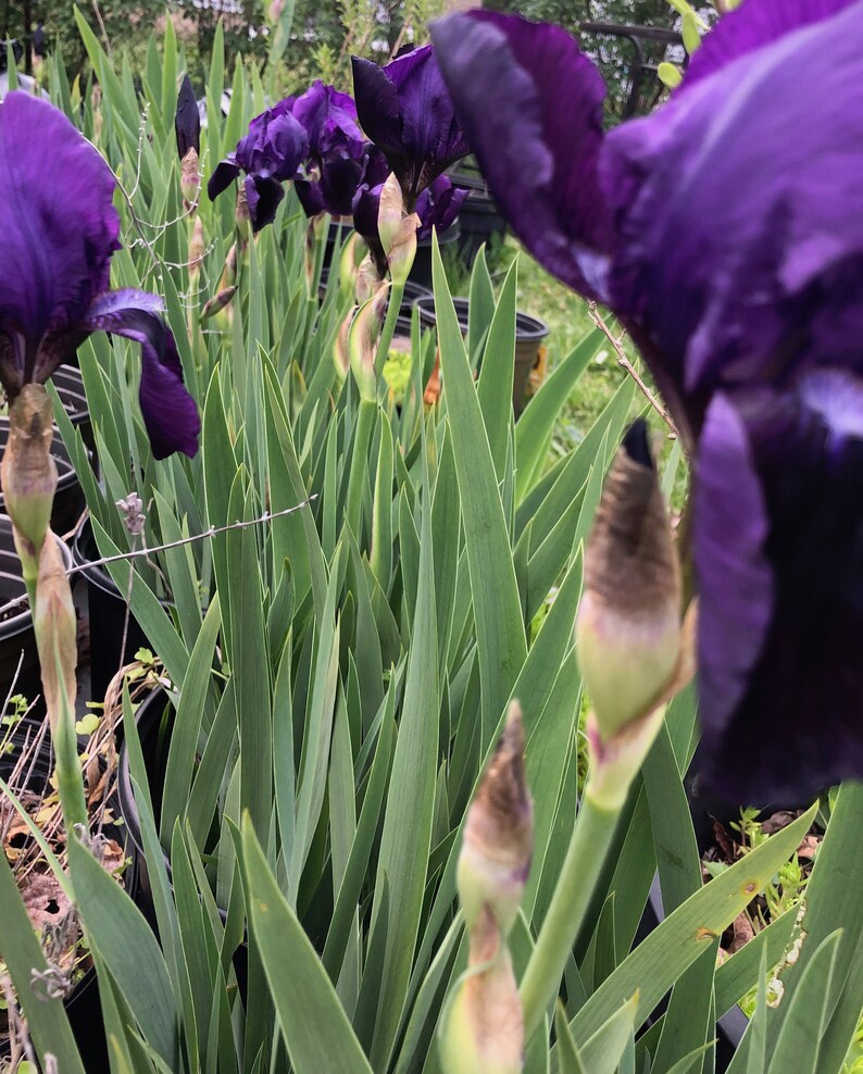 3 Heirloom Purple Iris Plants organically Grown Etsy