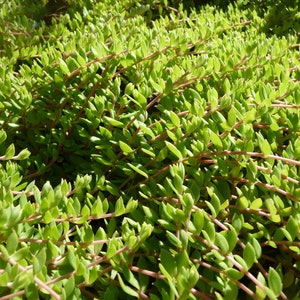 Stringy Stonecrop Sedum Sarmentosum Gold Moss Ground Cover Hardy Succulent 20 Cuttings Organically Grown image 2