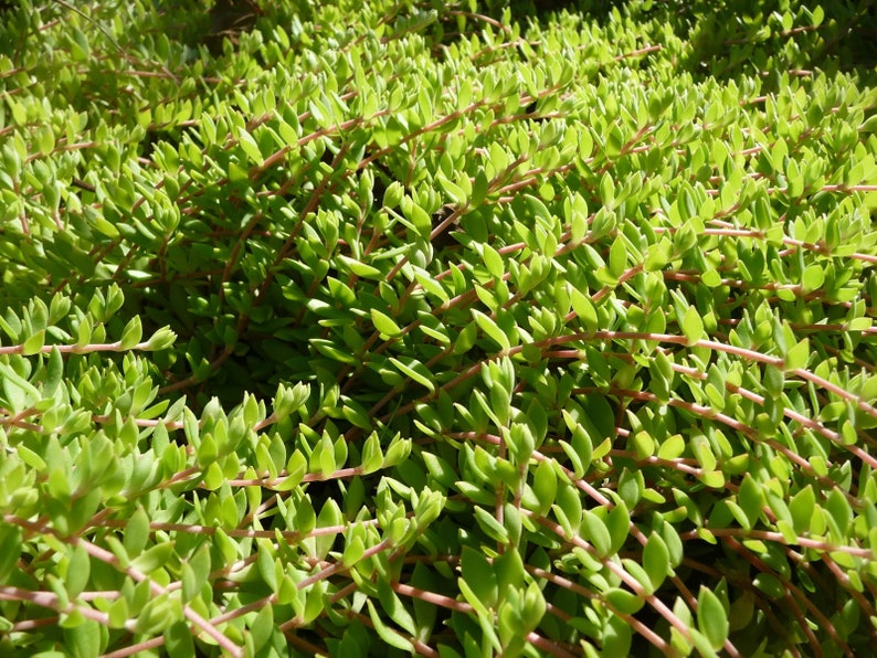 Stringy Stonecrop Sedum Sarmentosum Gold Moss Ground Cover Hardy Succulent 20 Cuttings Organically Grown image 2