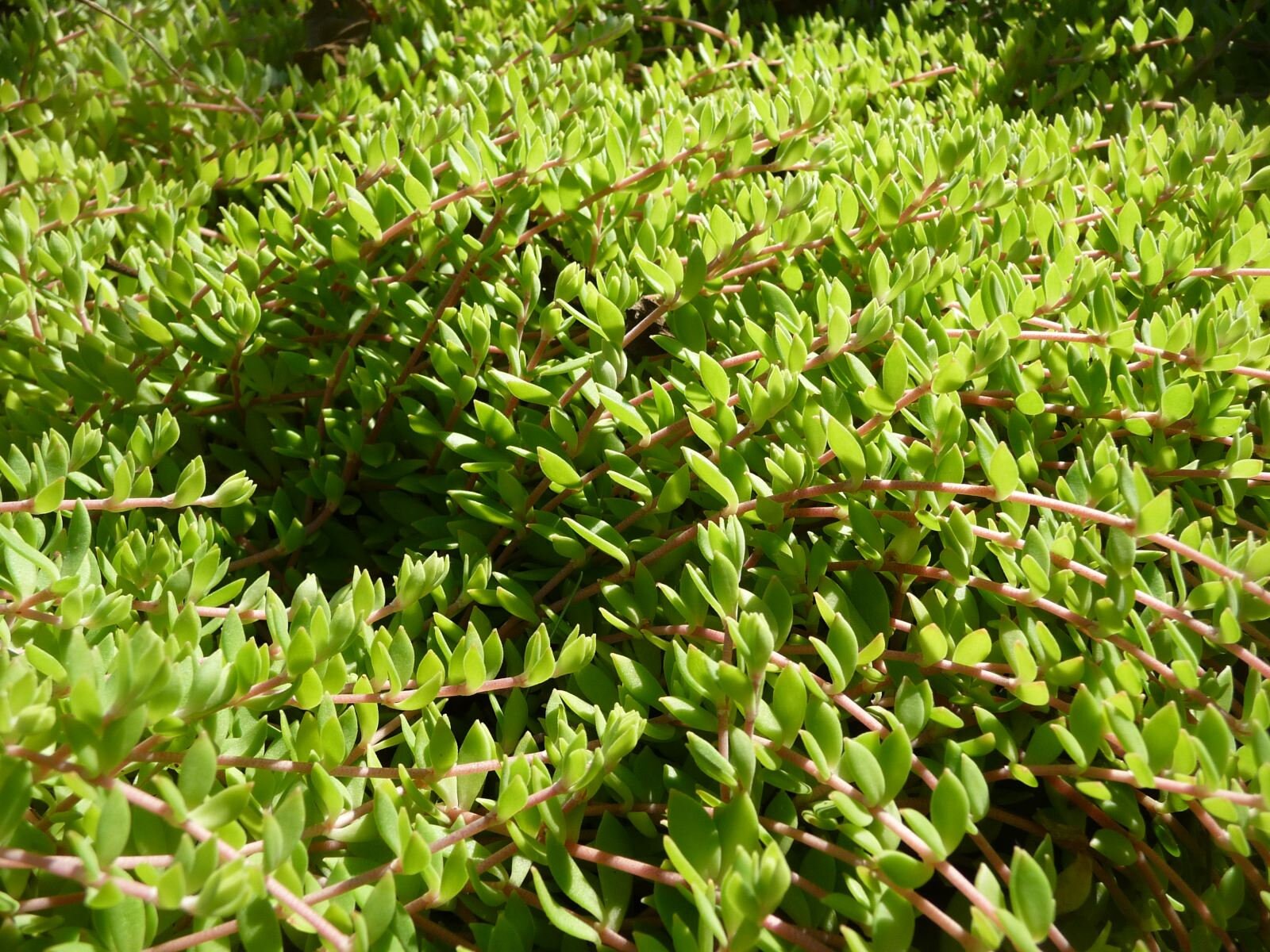 Stringy Stonecrop sedum Sarmentosum Gold Moss Ground Cover Hardy