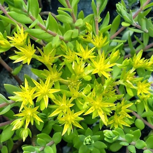 May include: A close-up of a cluster of yellow flowers with green leaves. The flowers have a star-shaped appearance and are in full bloom.