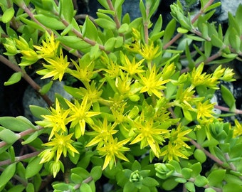 Stringy Stonecrop (Sedum Sarmentosum) - Gold Moss Ground Cover Hardy Succulent - 20 Cuttings (Organically Grown)