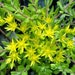 see more listings in the Sedum / Succulents section