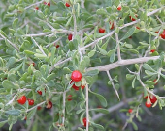 Desert Goji "Anderson's Desert Thorn Goji" Goji Berry Seeds - 25 Lycium Andersonii Wolfberry Seeds